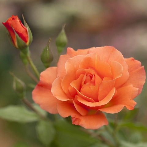 Peach-orange rose bloom with nearby buds on a green stem