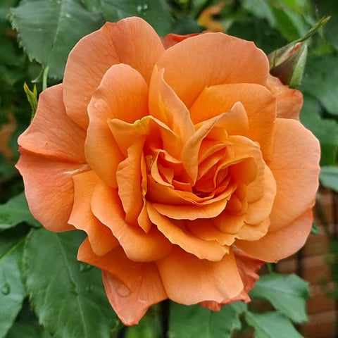 Peach-orange rose flower with layered petals and surrounding green leaves