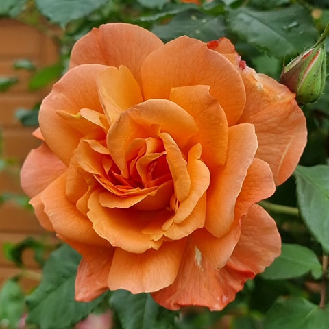 Peach-orange rose bloom filling the frame with green leaves behind it