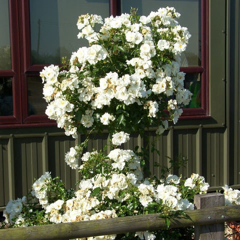 Dense bouquet of white roses growing over green foliage on a wooden planter
