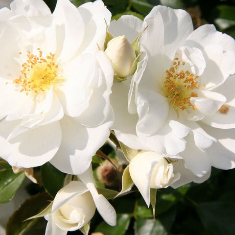 Close-up of white rose blooms with gold-centered stamens and green leaf tips