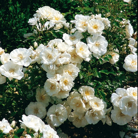 White rose cluster with pale gold centers on leafy green stems