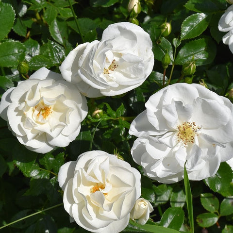 Group of white rose blossoms with gold centers and dark green leaves