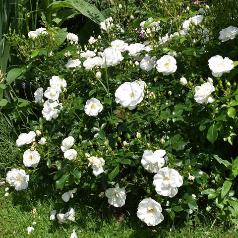 White rose groundcover in bloom with layered petals and green foliage