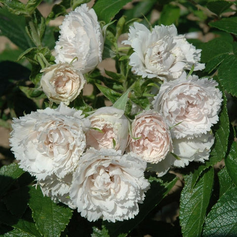 White double peony-like rose blooms with green leaves and flower buds