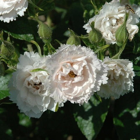 White rose blooms with unopened buds on green stems, close-up cluster