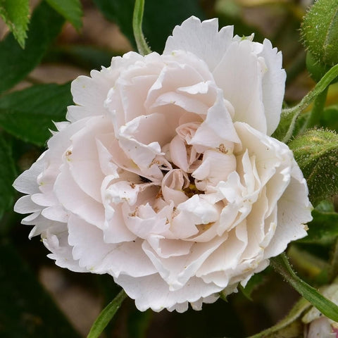 White layered rose bloom with green sepals and small buds, close-up