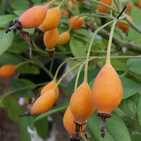 Orange rose-hip fruits on green stems and leaves