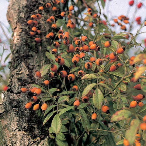 Cluster of orange berries with green leaves on a shrub