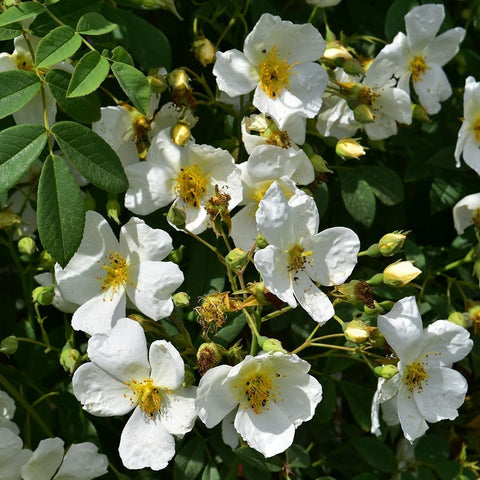 White rose flowers with yellow stamens among green leaves and buds