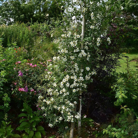 Garden shrub with white blossoms and surrounding green foliage