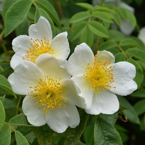 Close-up of white flowers with yellow centers and textured petals