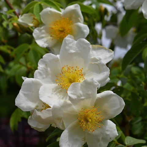 White five-petal flowers with yellow centers on green foliage
