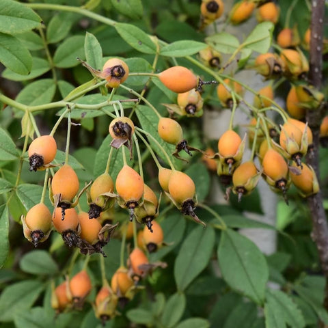 Hanging orange rose hips with green leaves along branches