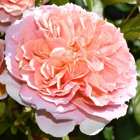 Pink and peach double rose bloom with ruffled petals on a flowering plant