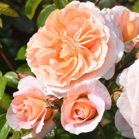 Cluster of peach, pink, and white double rose blossoms on green stems