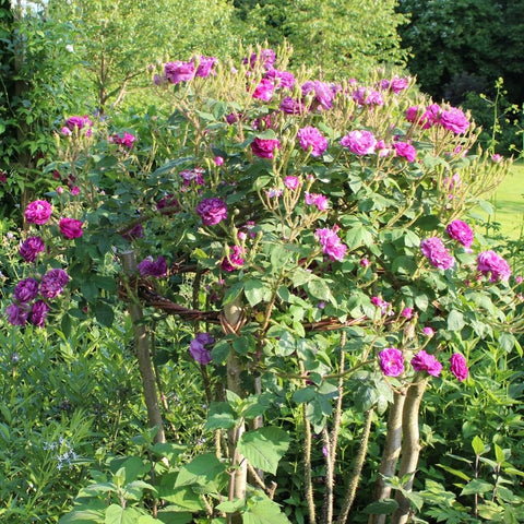 Rose shrub with clusters of bright pink-purple blooms and green serrated leaves