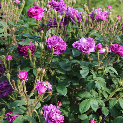Rose shrub close-up with layered magenta and lavender blossoms