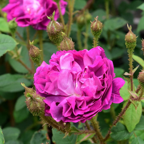 Single bright pink rose bloom with green leaves and fuzzy buds