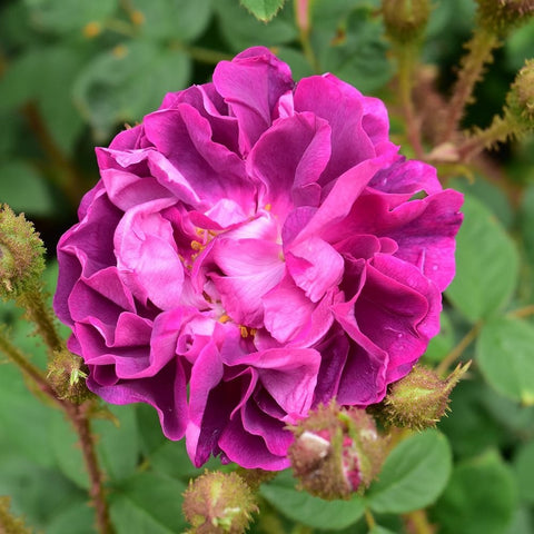 Large hot pink rose flower with layered petals and fuzzy stems