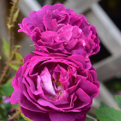 Hot pink double rose blossom with layered ruffled petals