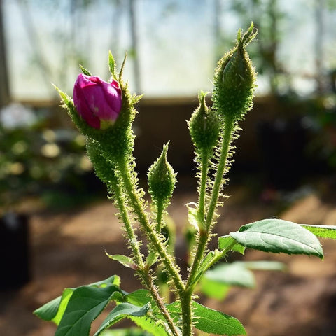 Rose buds on upright stems with serrated leaves