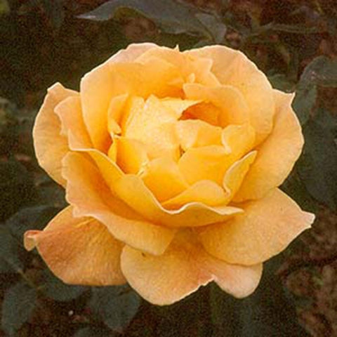 Peach and orange rose bloom with layered petals