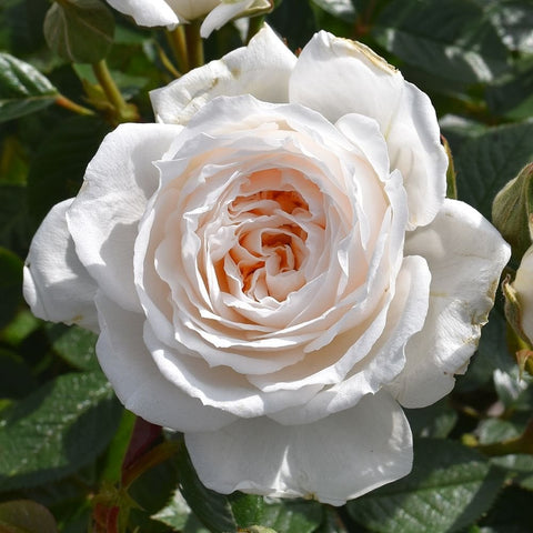 White patio bush rose bloom with layered white petals and pale peach center