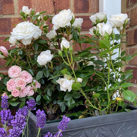 White patio bush rose plant with white blossoms and green foliage in a planter