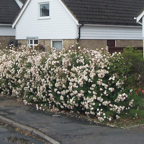 White rose bush hedge with many white flowers along a sidewalk