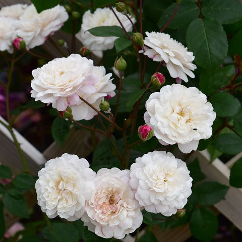 White rose cluster with green leaves and small buds on stems