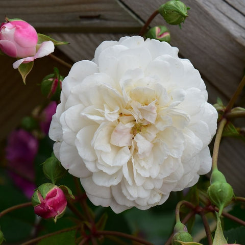 White rose bush bloom with layered white petals and green leaves