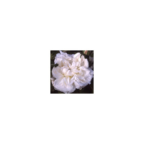 White Provence bare-root plant with white double blossoms cluster