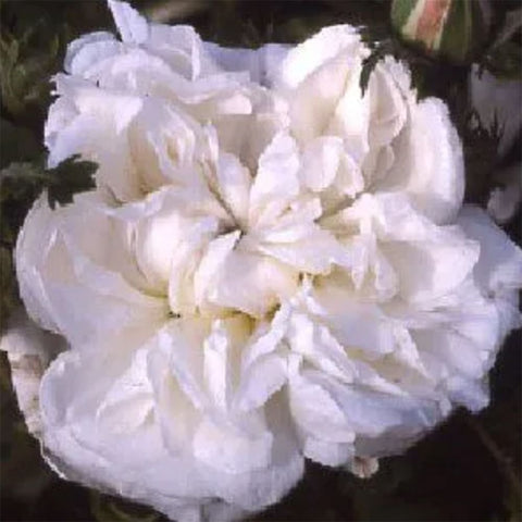 White Provence bare-root plant close-up of white double blossoms