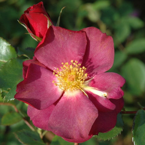 Red and magenta rose flower with yellow center and dark green leaves on stem