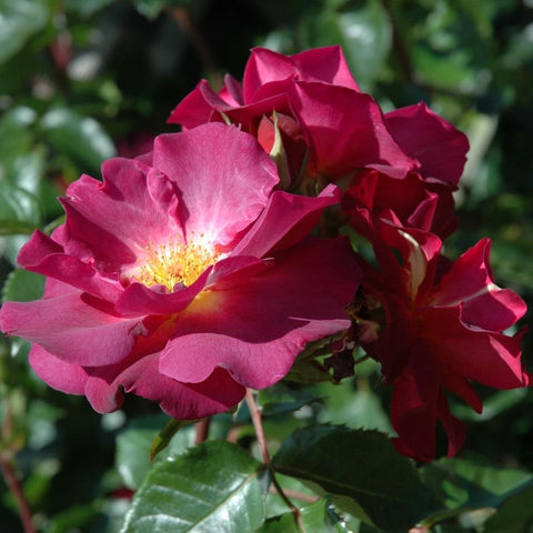 Cluster of deep pink rose blooms with ruffled petals and yellow centers