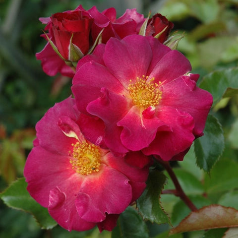 Two magenta rose flowers with yellow stamen and green serrated leaves