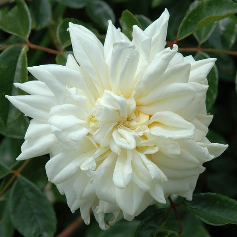 White double rose blooms on weeping standard rose tree with green leaves