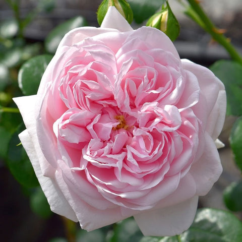 Soft pink rose bloom with layered petals and buds on green stems