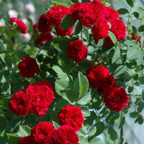 Red rose clusters with ruffled blooms and green leaves on a trailing plant