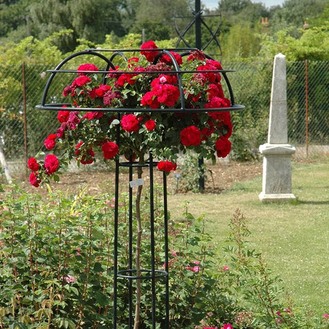 Red flowering rose plant on an arched metal trellis in a garden