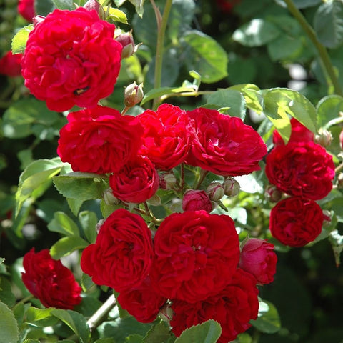 Close-up of red rose blossoms with layered petals and glossy green foliage