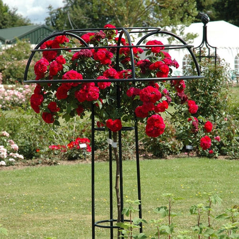 Red rose plant with ruffled blooms growing on a black trellis in a yard