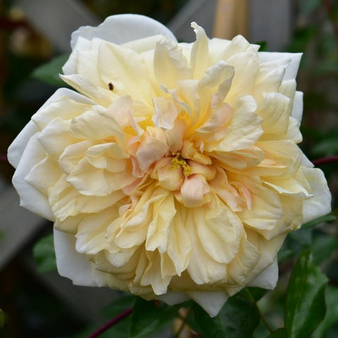 Weeping standard rose with pale cream double blooms and ruffled petals, close-up