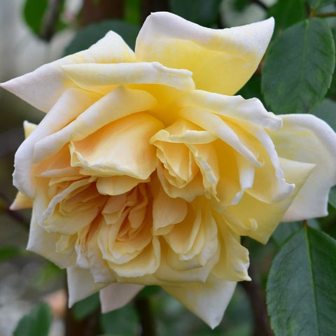 Weeping standard rose with pale yellow-white double bloom and layered ruffled petals