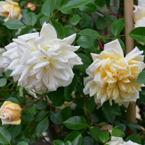 Weeping standard rose cluster of double cream blossoms with green leaves on stems