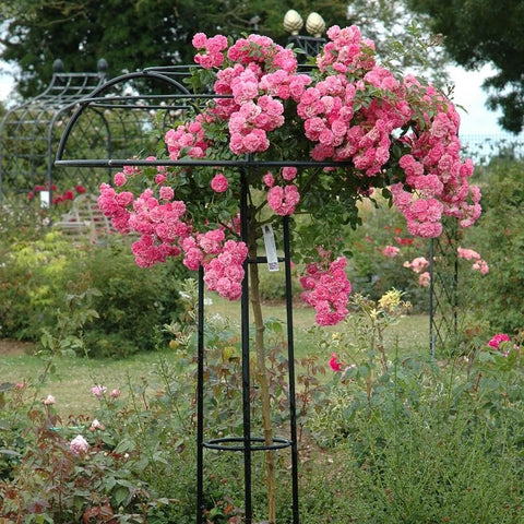 Pink weeping standard rose with double blooms and arching stems on metal stand