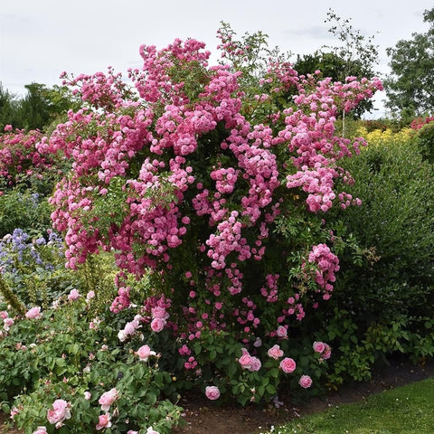 Pink weeping standard rose tree with dense clusters of double blooms and leafy canopy