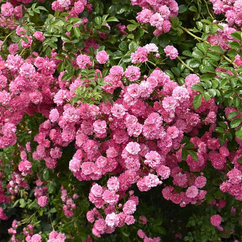 Pink double rose blooms with green leaves on weeping standard rose