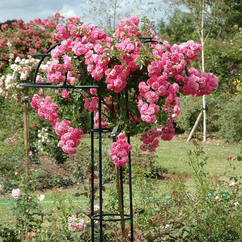 Pink weeping standard rose on black metal stand with arching double blooms